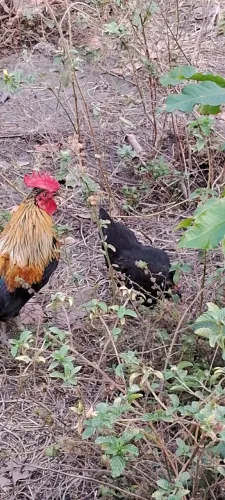 Venda de galo e galinha caniser