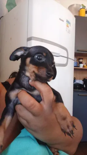Vende se 2 filhote de pinscher fêmea com.2 meses