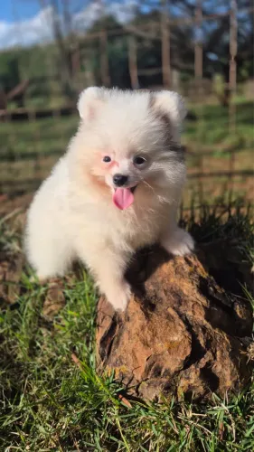 Spitz macho