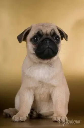 Pug dobrinhas 