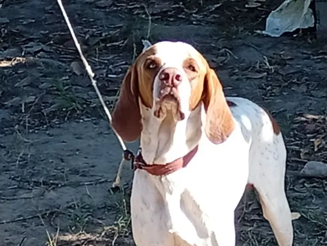 Cachorro pointer inglês