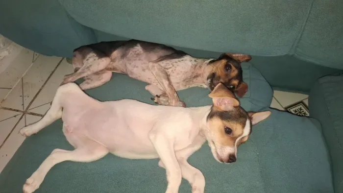 Pinscher