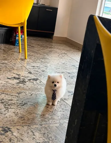 Filhote de lulu macho anão