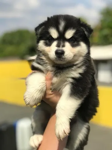 HUSKY SIBERIANO EM ATÉ 12X