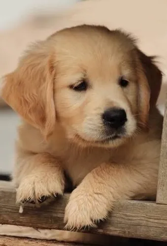 GOLDEN RETRIEVER COM PEDIGREE E MICROCHIP