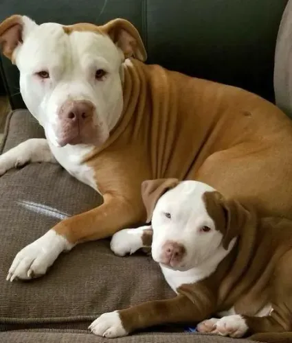  filhotes de Pitbull um amigo para vida 