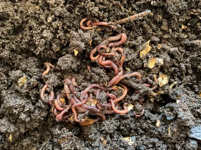 Minhocas Californianas - Vermicompostagem, Jardins, Pesca ou Alimentar Animais - 50