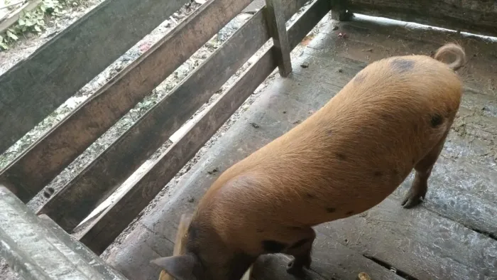 Vende-se leitoa pronto pro abate