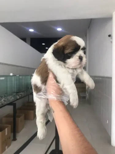 Shih tzu Entregamos em todo o Brasil, temos todas as raças.