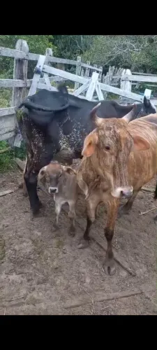 2 vacas primeira cria por 5.900 as duas