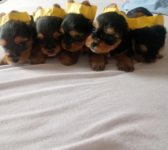 Yorkshire Machos e Fêmeas 