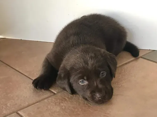 Labrador- Fêmea com 67 dias de vida, vermifugada e garantias de vida- Dani