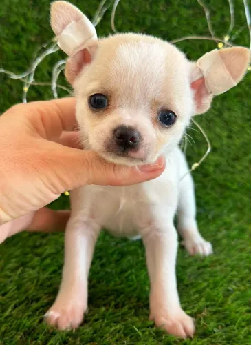 Chihuahua - Filhote com garantia para sua família!