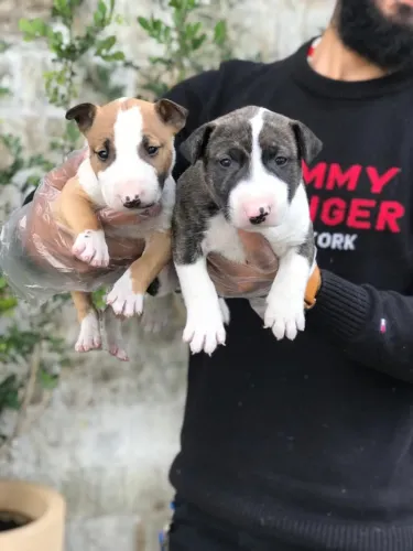 Bull Terrier Inglês Pirata/fulvo/tricolor/White e black brindler, machos e fêmeas