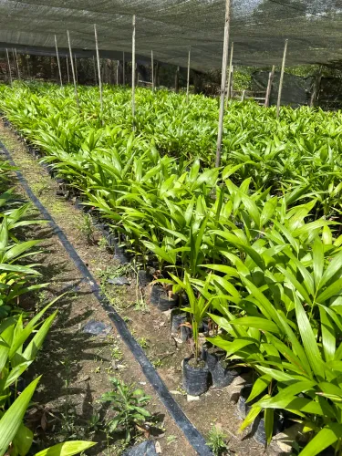 Mudas de açaí paidegua Chumbinho brs Pará e caroço grande do baixoao 