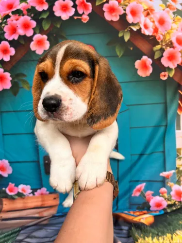 Beagle seu amigo tricolor puro pedigree 