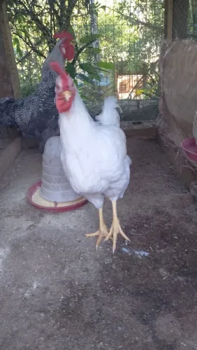Vende se galo branco