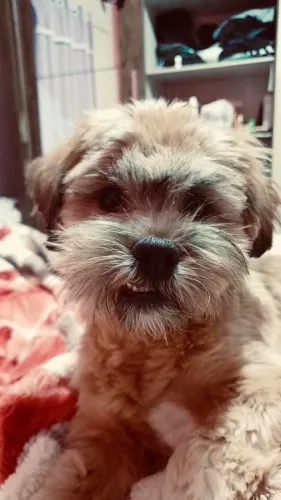 Doação cachorro macho Ilhasa 