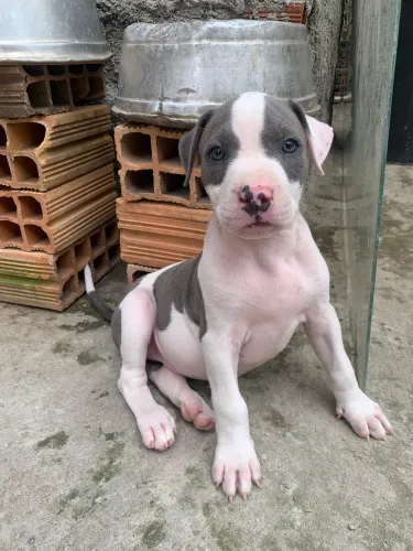 Fêmea filhote Pitbull 