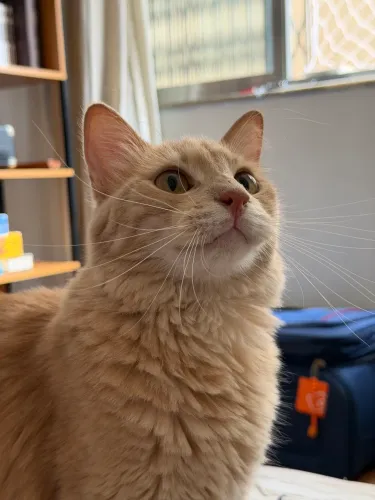 Gatinho carinhoso para adoção