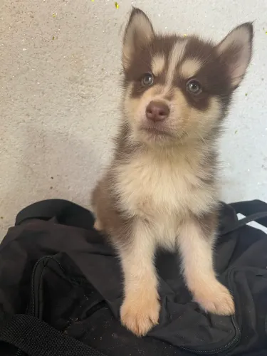 HUSKY 800$
