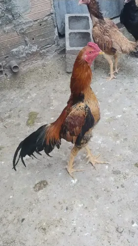 Frango índio