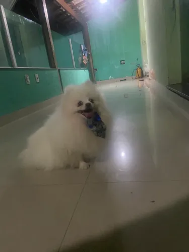 Spitz alemão para monta
