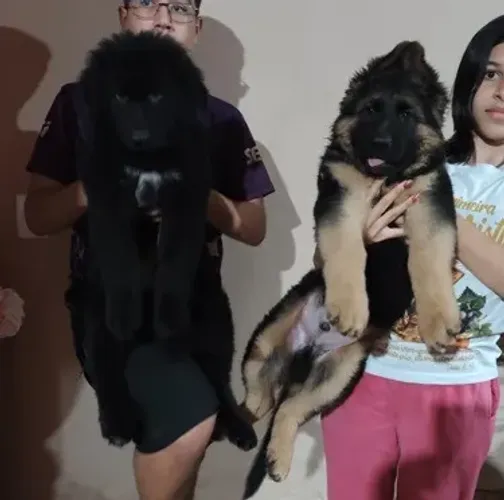 Pastor Alemão Gigante - 65 Dias, Pedigree CBKC, Microchip e Vacinas em Dia