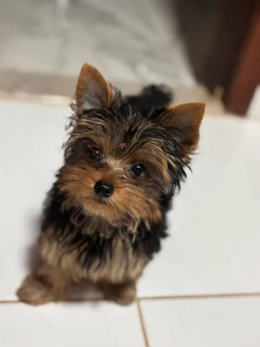 Filhote de Yorkshire 