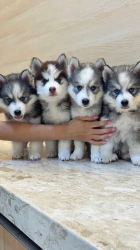 Filhotes de Husky Siberiano para reserva