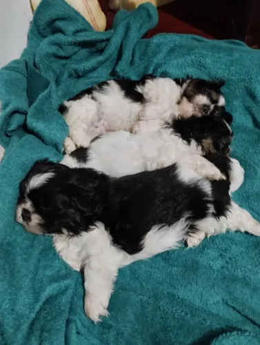Filhotes shih Tzu informações adicionais CEP da localização espera aí só um pouquinho como