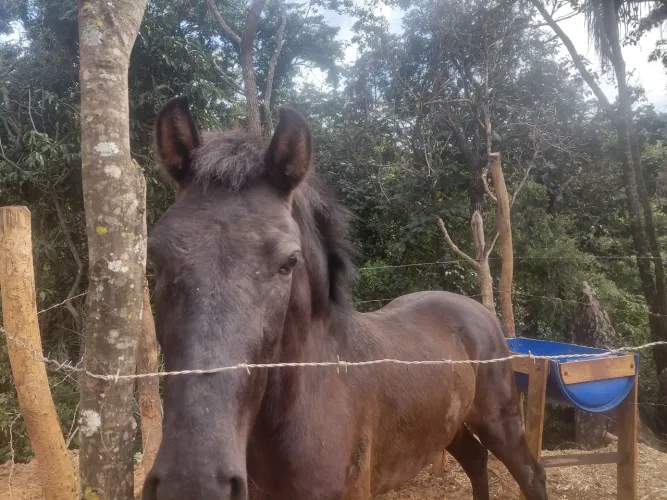 Vendo potro 2ano 5meses