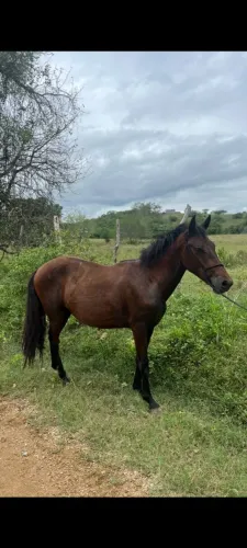 Potro a venda