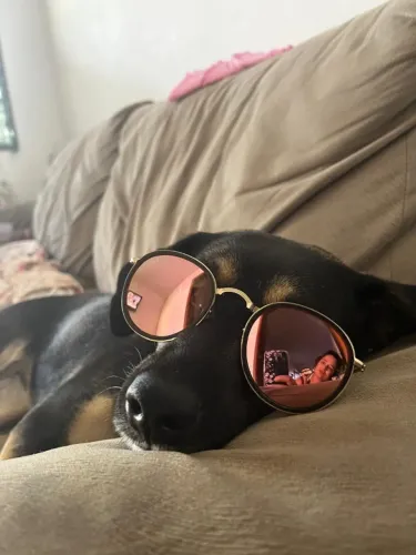 ? Cuidador de Animais de Estimação ?