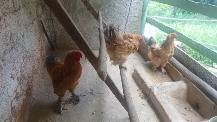 Brahmas