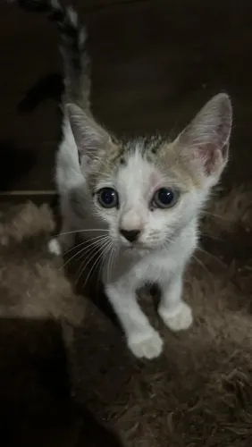 Doação de gato 1 mes 