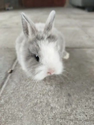 Mini coelho