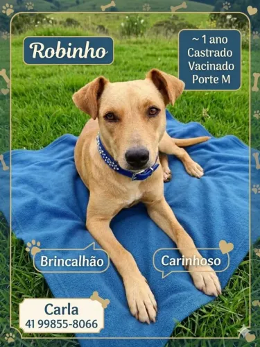 Doa-se Cachorro
