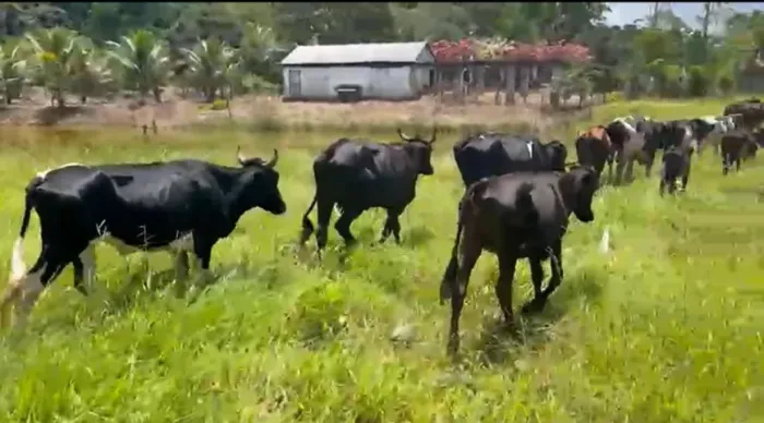 Lote de Gado Leiteiro - Holandês/Girolando (Itabuna/BA)