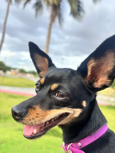 Pinscher a procura de um namorado 