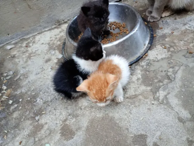 Doando filhotes de gato em são Gonçalo 