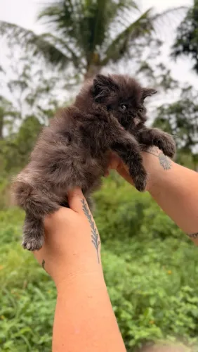 Gata Persa Fêmea Tortie