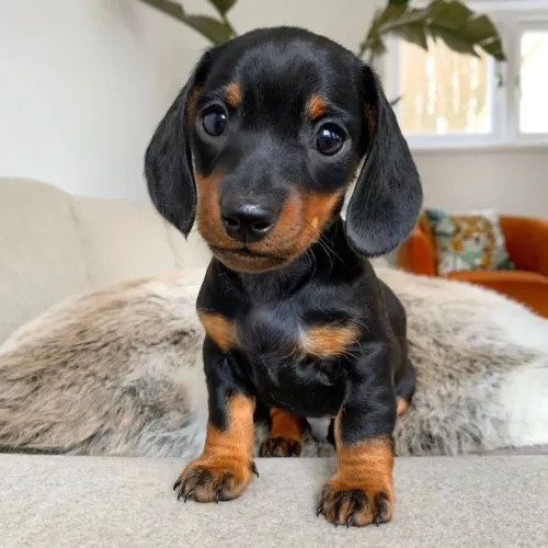 Dachshund amores em 4 patas black and tan 
