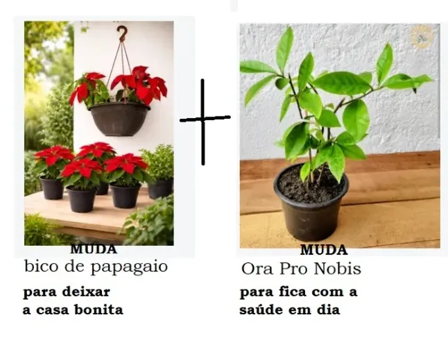 Mudas de Plantas - Leve 2 Pague 1