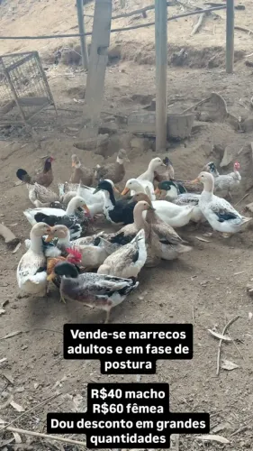 Marrecos adultos em fase de postura