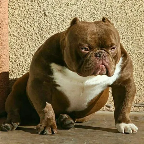 Americam bully mega promoção com pedigree t