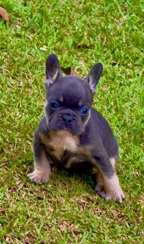 Bulldog Francês, Filhote Macho BLUE, Canil O'malley Bull's