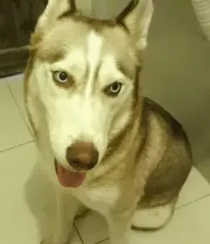 Filhotes de husky siberiano