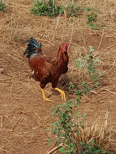Frango caipira.