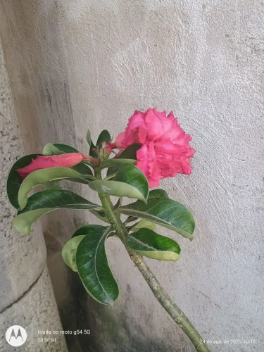 3 rosa do deserto por 100 reais